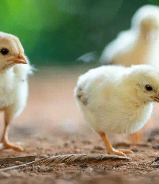 Client case - Djurens rätt - Baby chickens