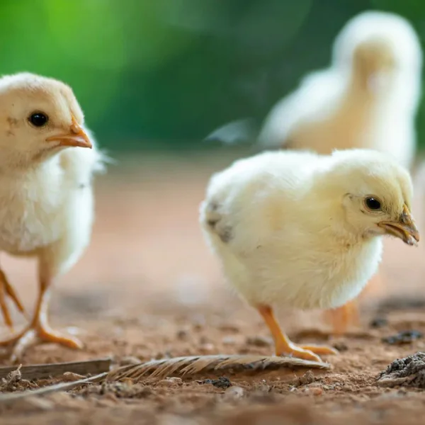 Client case - Djurens rätt - Baby chickens